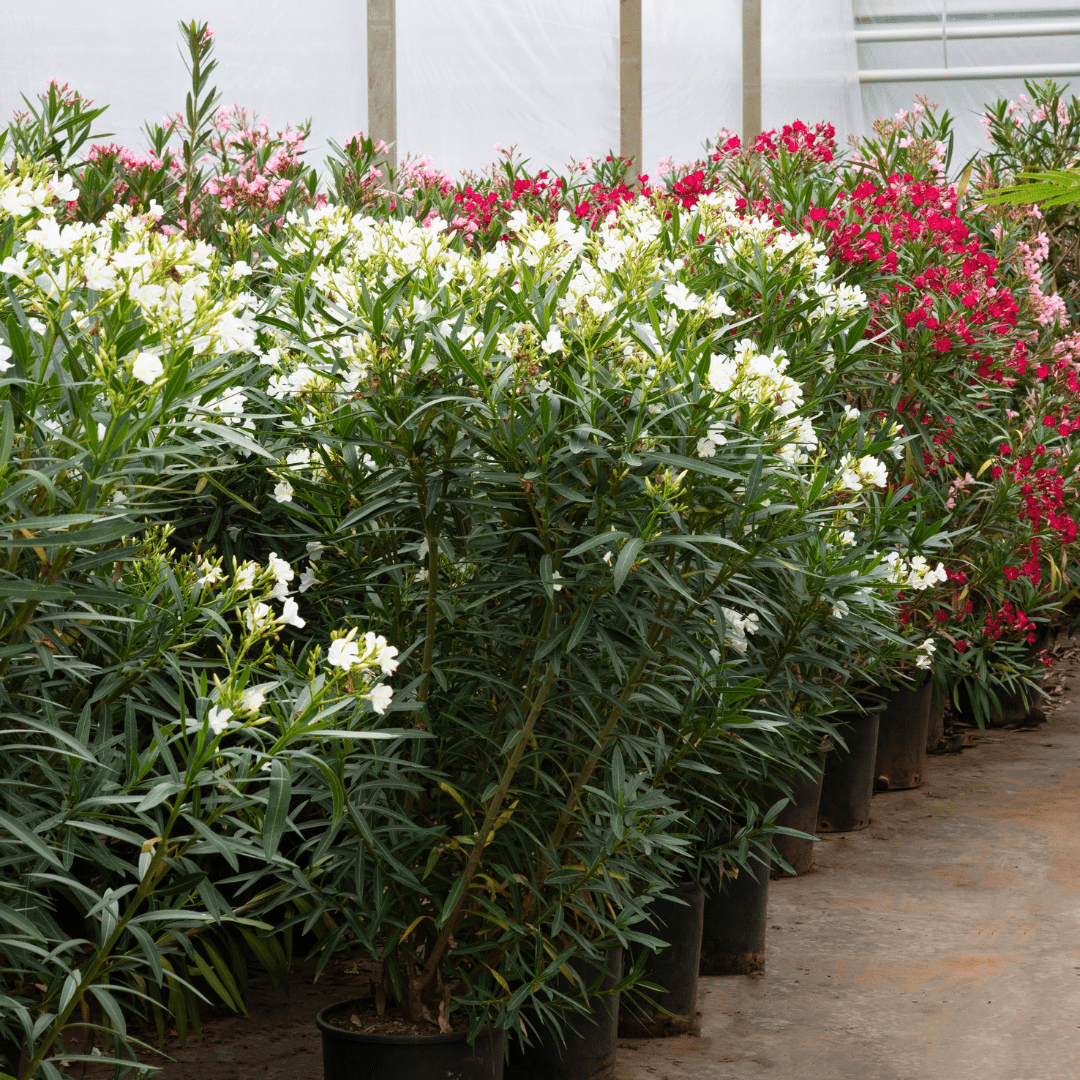 Nerium Oleander - 180cm - Zimmerpflanze kaufen