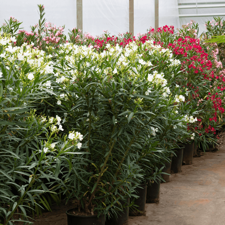 Nerium Oleander - 180cm - Zimmerpflanze kaufen