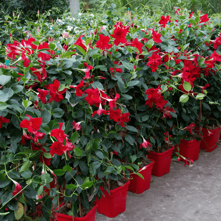 Dipladenia - 110cm - Zimmerpflanze Kaufen