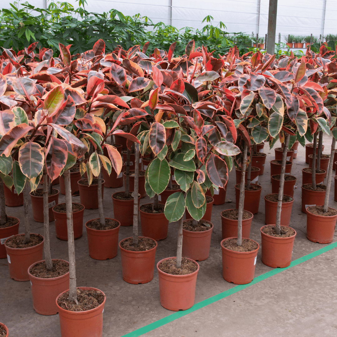 Ficus Elastica Belize auf Stamm - 130cm - Gummibaum