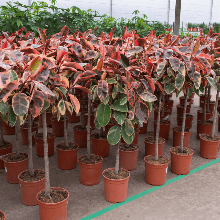 Ficus Elastica Belize auf Stamm - 130cm - Gummibaum