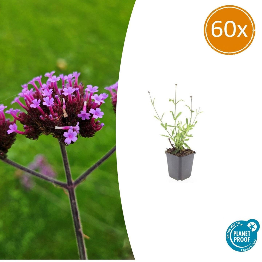 Verbena Bonariensis 'Lollipop' - 20cm - Zimmerpflanze Kaufen