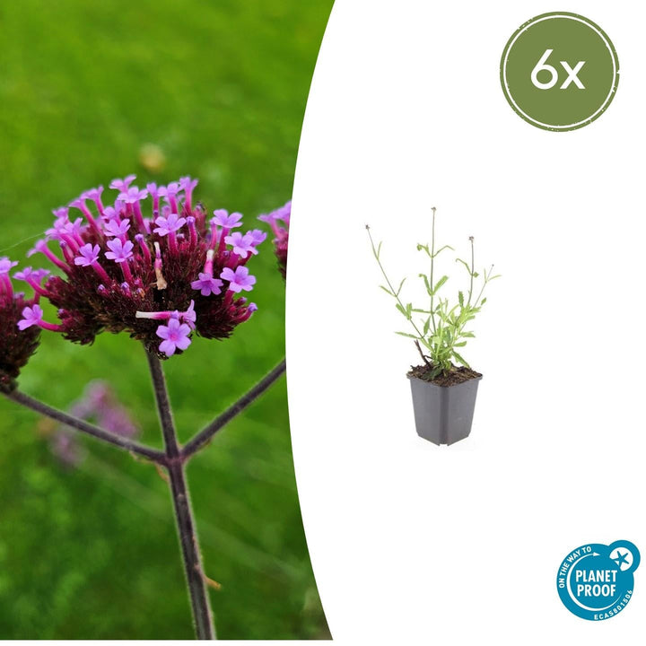 Verbena Bonariensis 'Lollipop' - 20cm - Zimmerpflanze Kaufen
