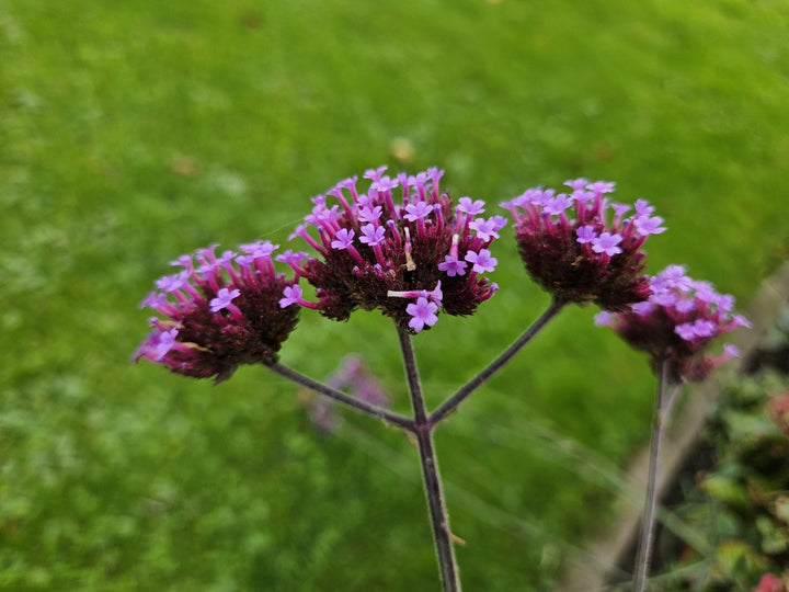 Verbena Bonariensis 'Lollipop' - 20cm - Zimmerpflanze Kaufen