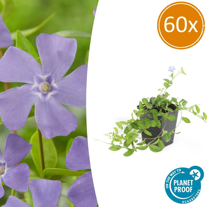 Vinca minor – 20cm – Kleines Immergrün – Zimmerpflanze kaufen