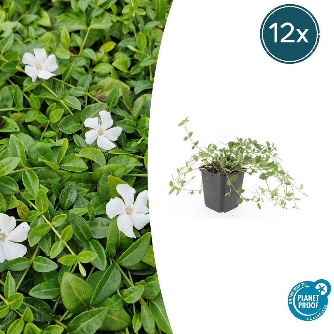 Vinca minor 'Gertrude Jekyll' - 20cm - Immergrün