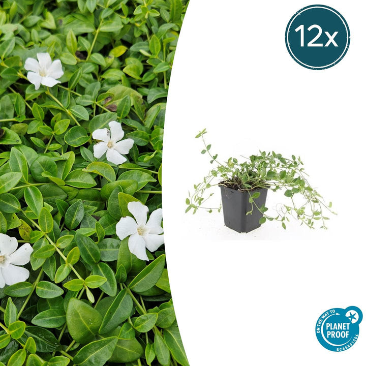 Vinca minor 'Gertrude Jekyll' - 20cm - Immergrün