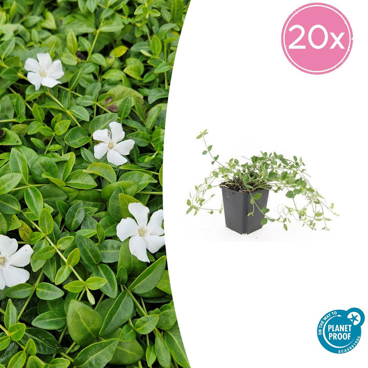 Vinca minor 'Gertrude Jekyll' - 20cm - Immergrün