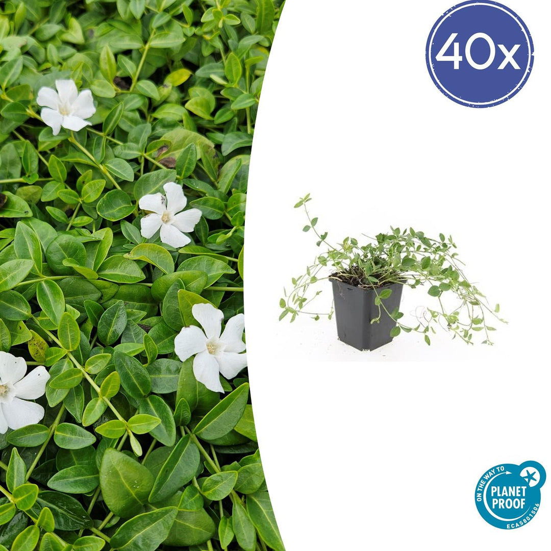 Vinca minor 'Gertrude Jekyll' - 20cm - Immergrün