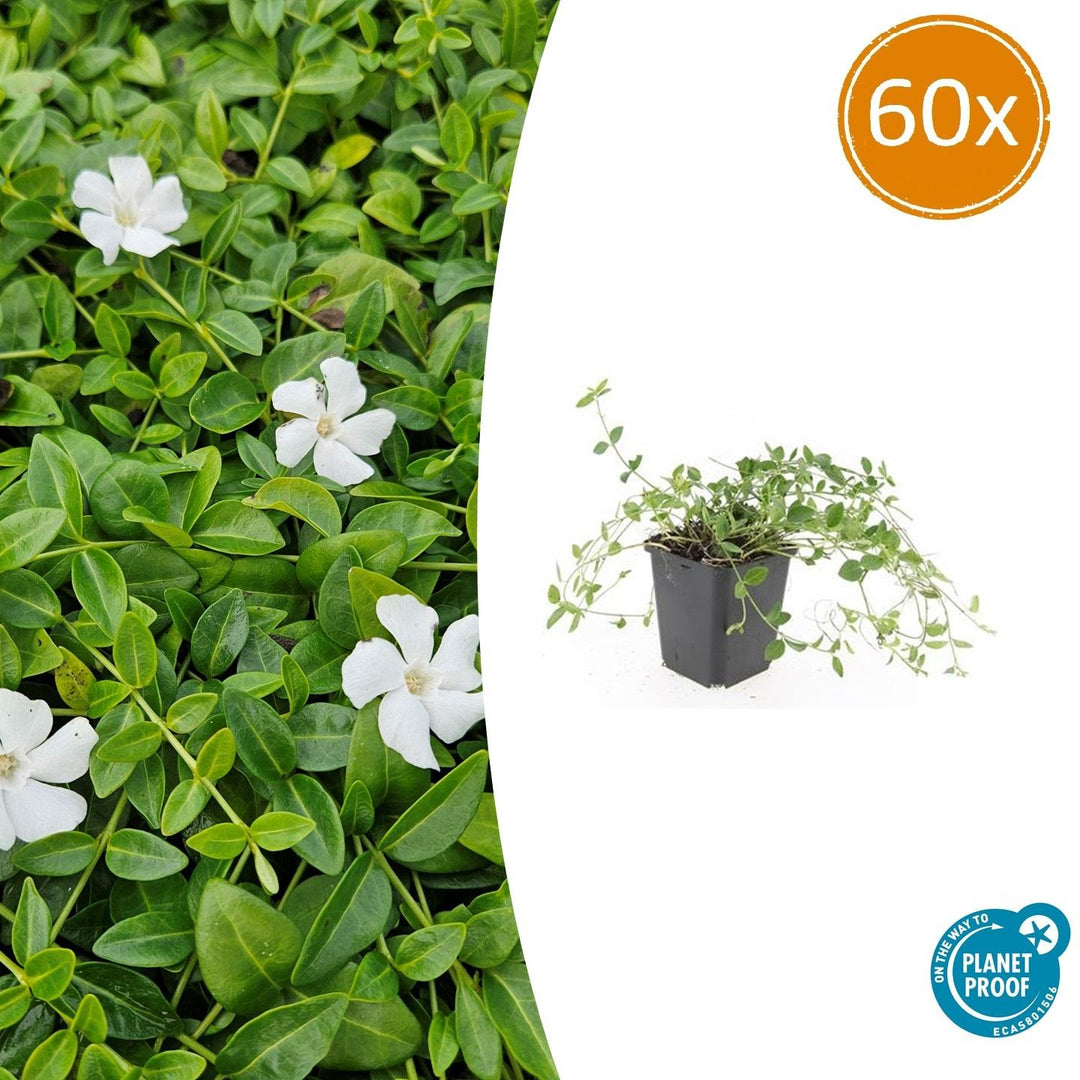 Vinca minor 'Gertrude Jekyll' - 20cm - Immergrün