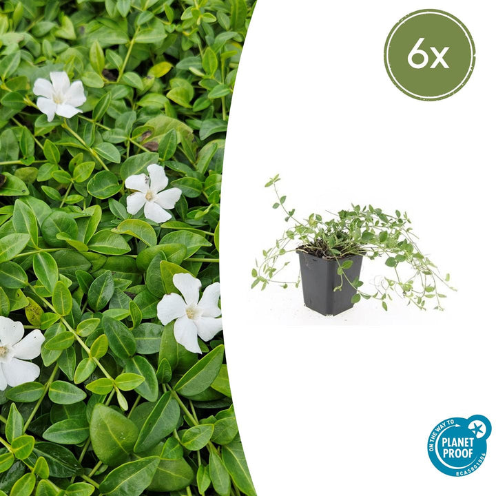 Vinca minor 'Gertrude Jekyll' - 20cm - Immergrün