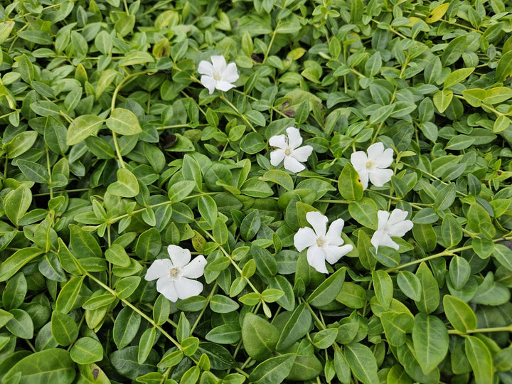 Vinca minor 'Gertrude Jekyll' - 20cm - Immergrün