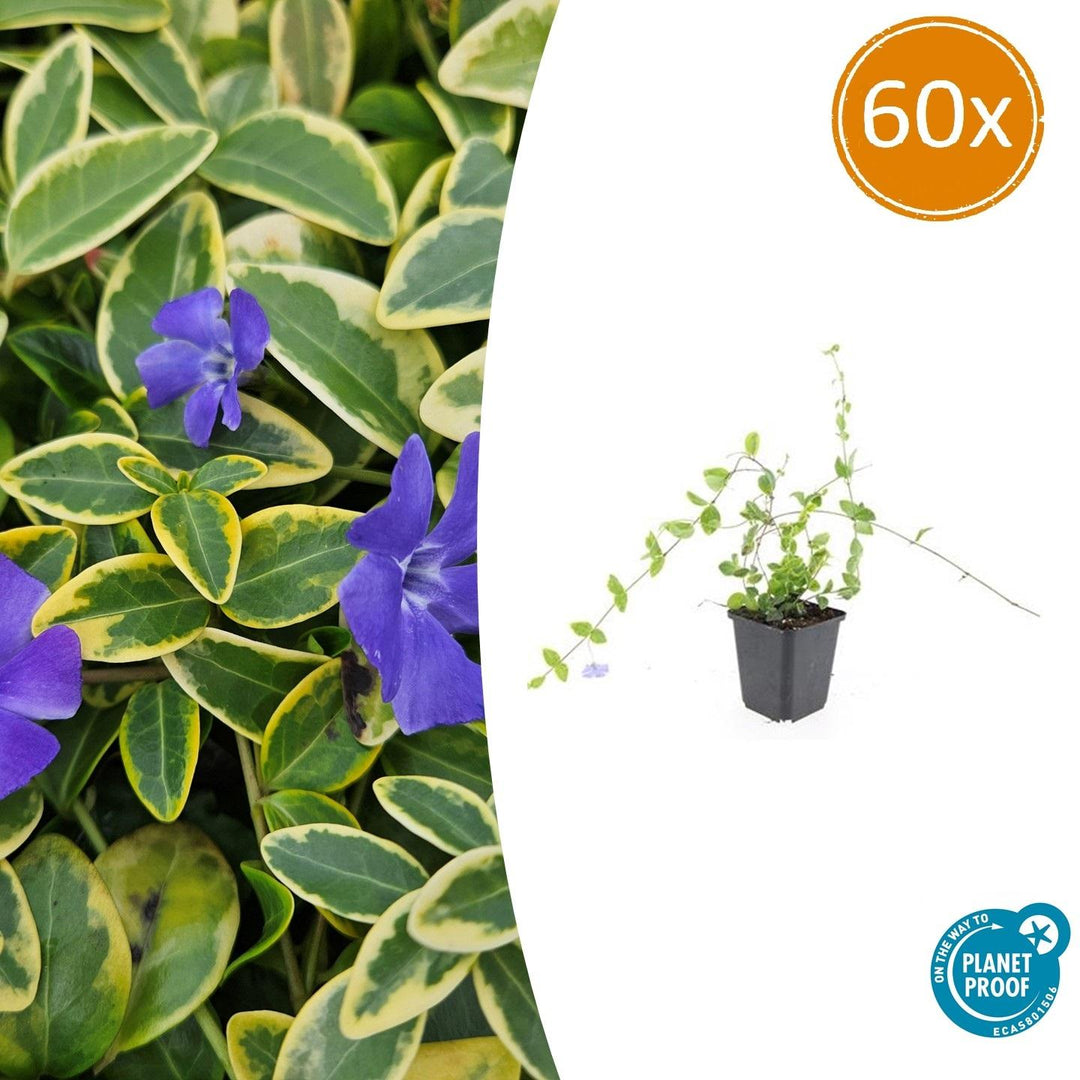 Vinca Minor 'Blue and Gold' - 20cm - Immergrün | Kaufen