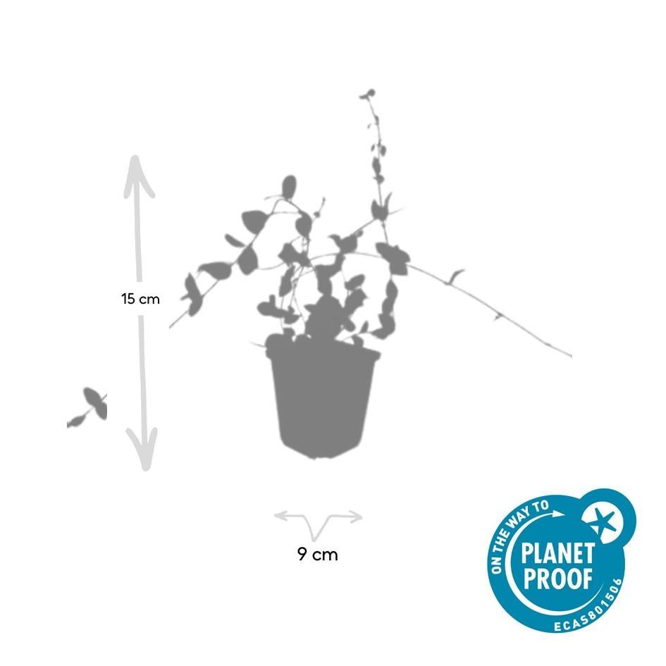Vinca Minor 'Blue and Gold' - 20cm - Immergrün | Kaufen