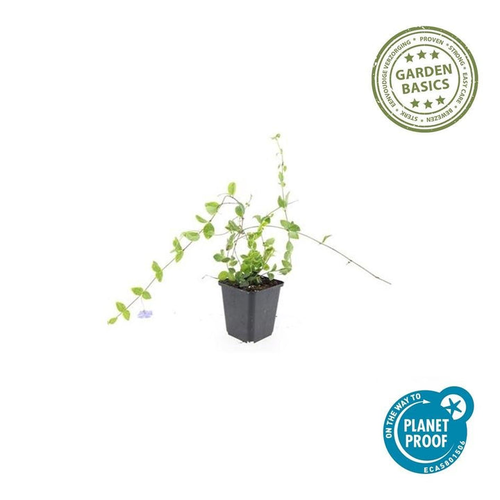 Vinca Minor 'Blue and Gold' - 20cm - Immergrün | Kaufen