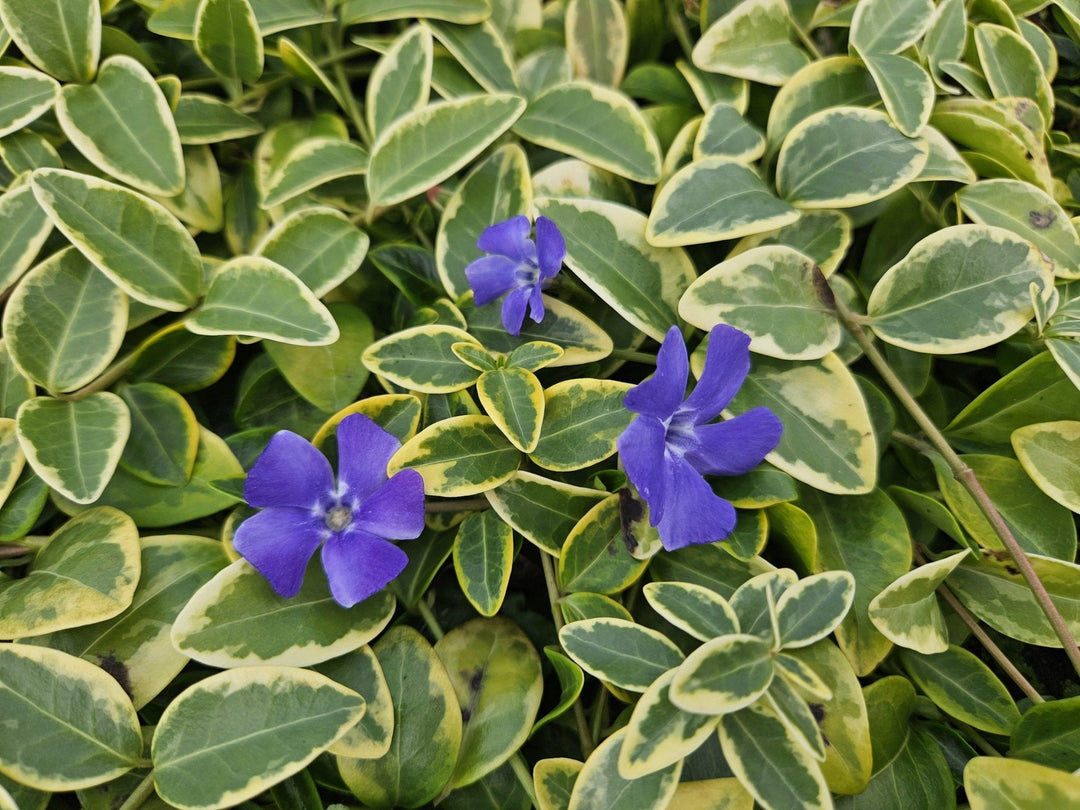 Vinca Minor 'Blue and Gold' - 20cm - Immergrün | Kaufen