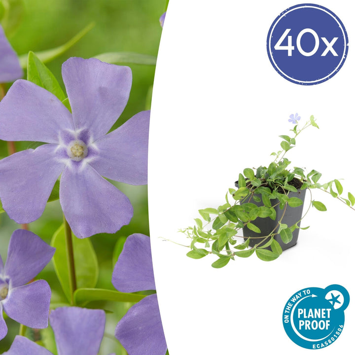 Vinca minor 'La Grave' - 20cm - Kleines Immergrün