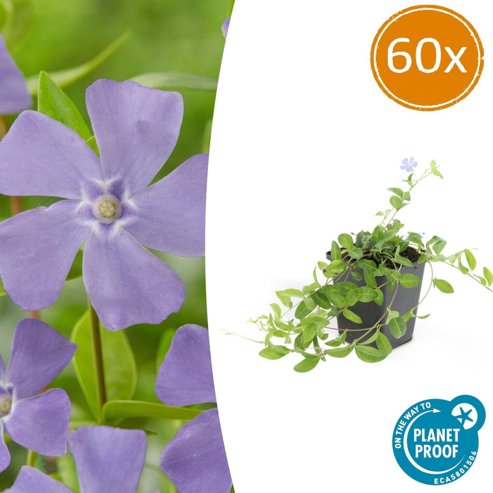 Vinca minor 'La Grave' - 20cm - Kleines Immergrün