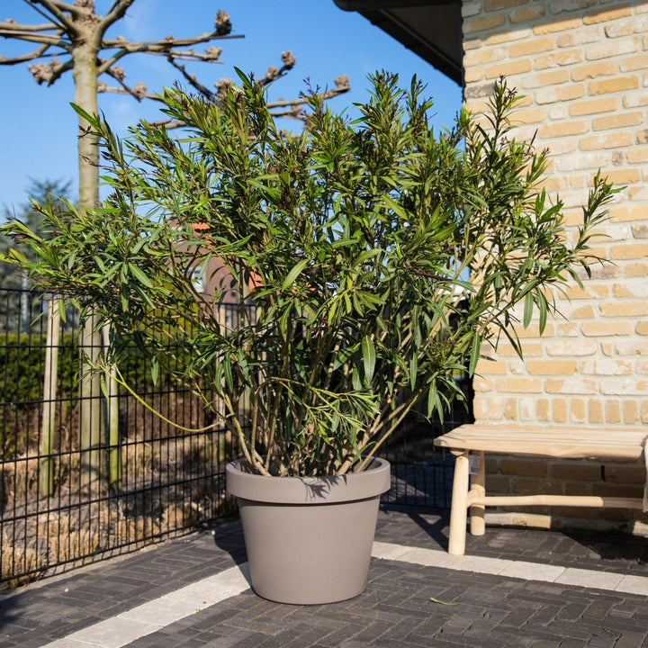 Nerium Oleander - 180cm - Zimmerpflanze kaufen