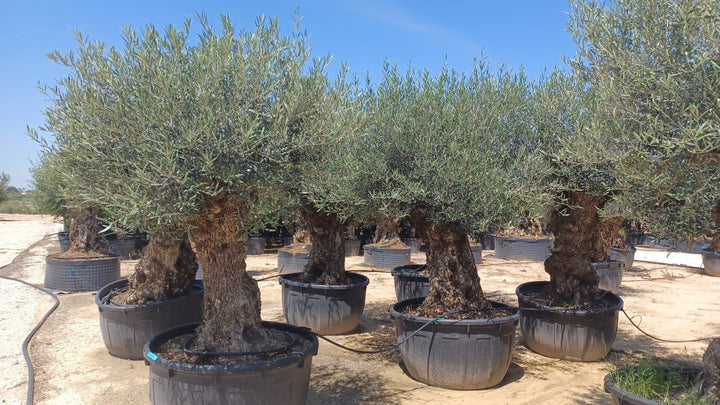 Olivenbaum Olea Europaea Bonsai XXXXL - 300 cm - Bonsaiwerkzeug