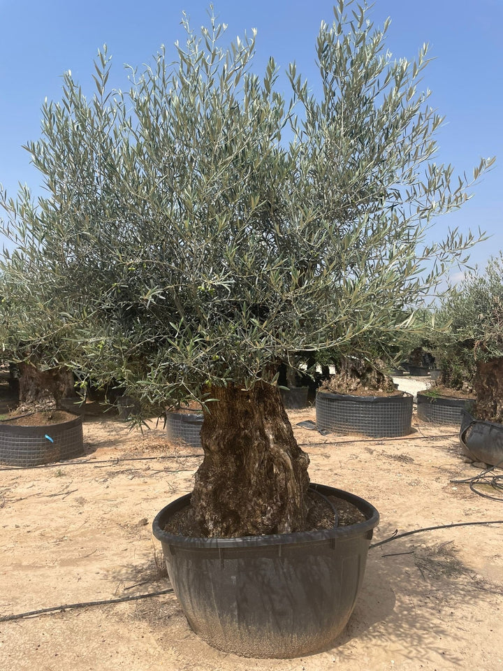 Olivenbaum Olea Europaea Bonsai XXXXL - 300 cm - Bonsaiwerkzeug