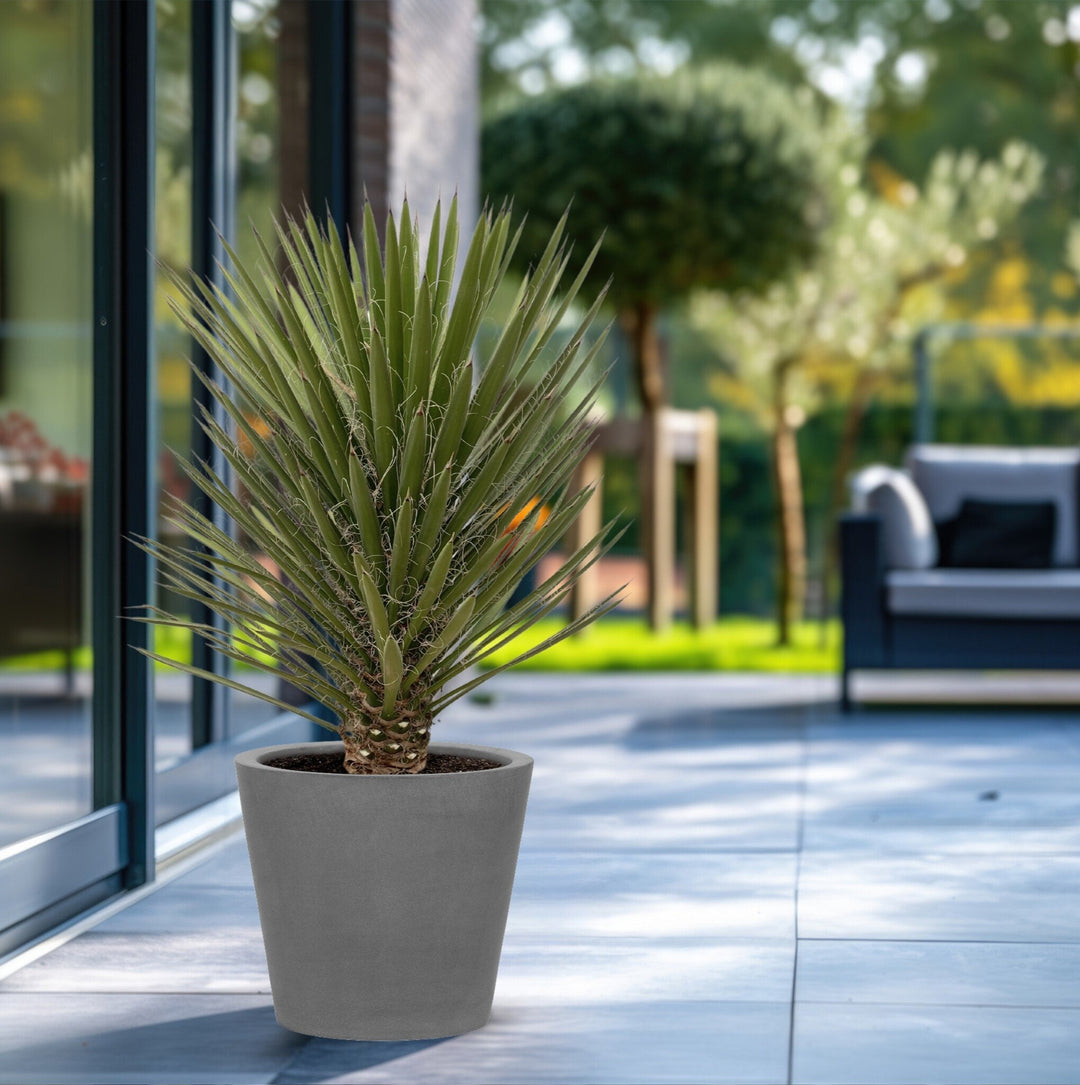 Yucca Filifera Australis - 160cm - Palmlilie Zimmerpflanze