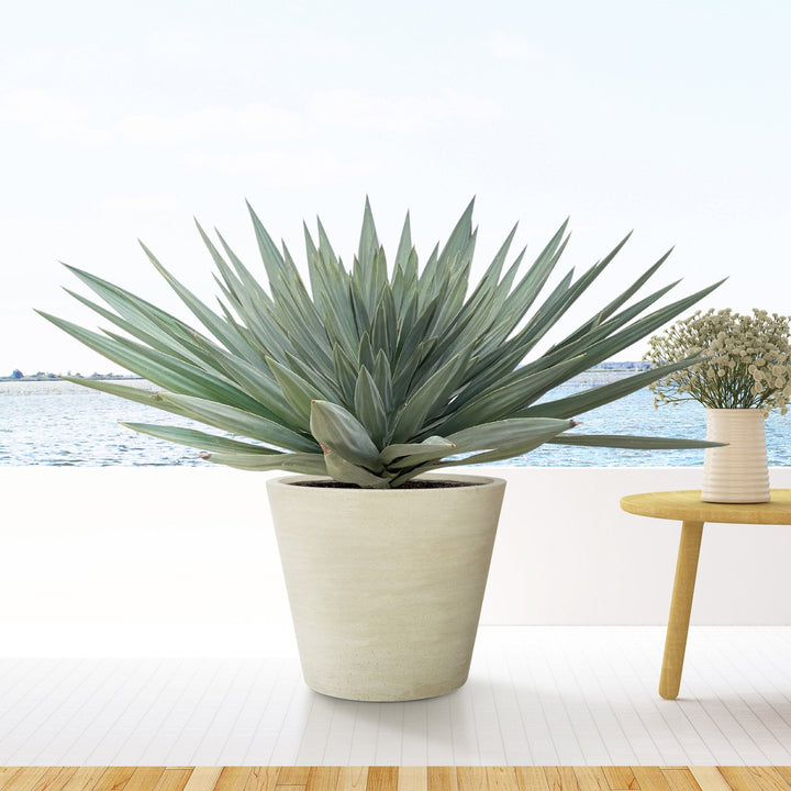 Yucca Gloriosa 'Lone Star' - 140 cm - Palmlilie Zimmerpflanze