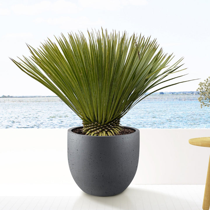 Yucca Rostrata - 70cm - Blaue Palmlilie Outdoor