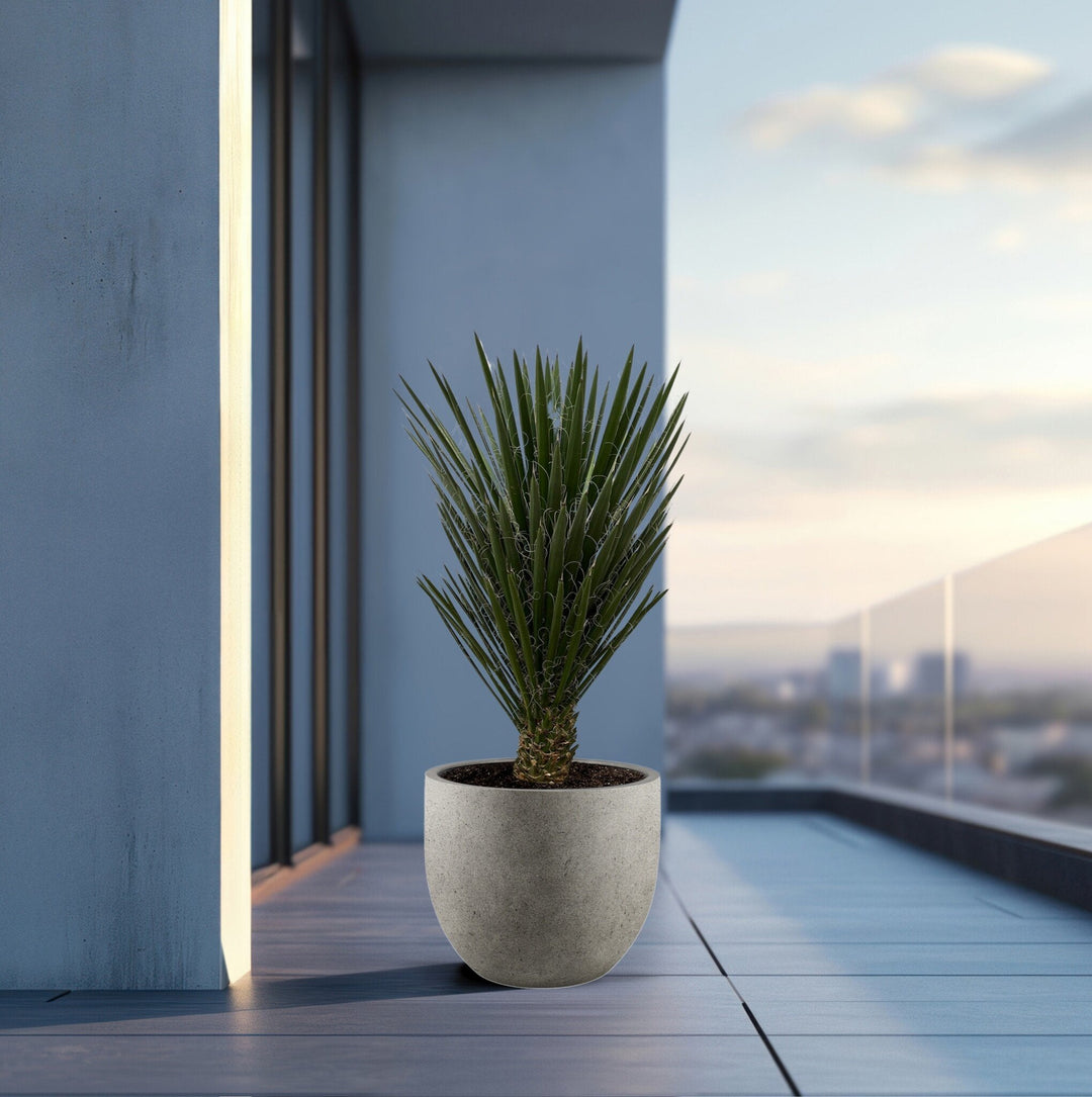 Yucca Filifera - 130 cm - Palmlilie Zimmerpflanze