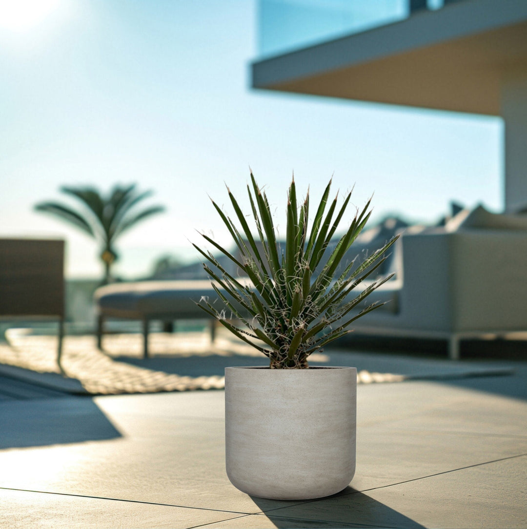 Yucca Filifera - 80cm - Palmlilie Zimmerpflanze